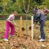 2024_10_Ein Kirschbaum für das KHG